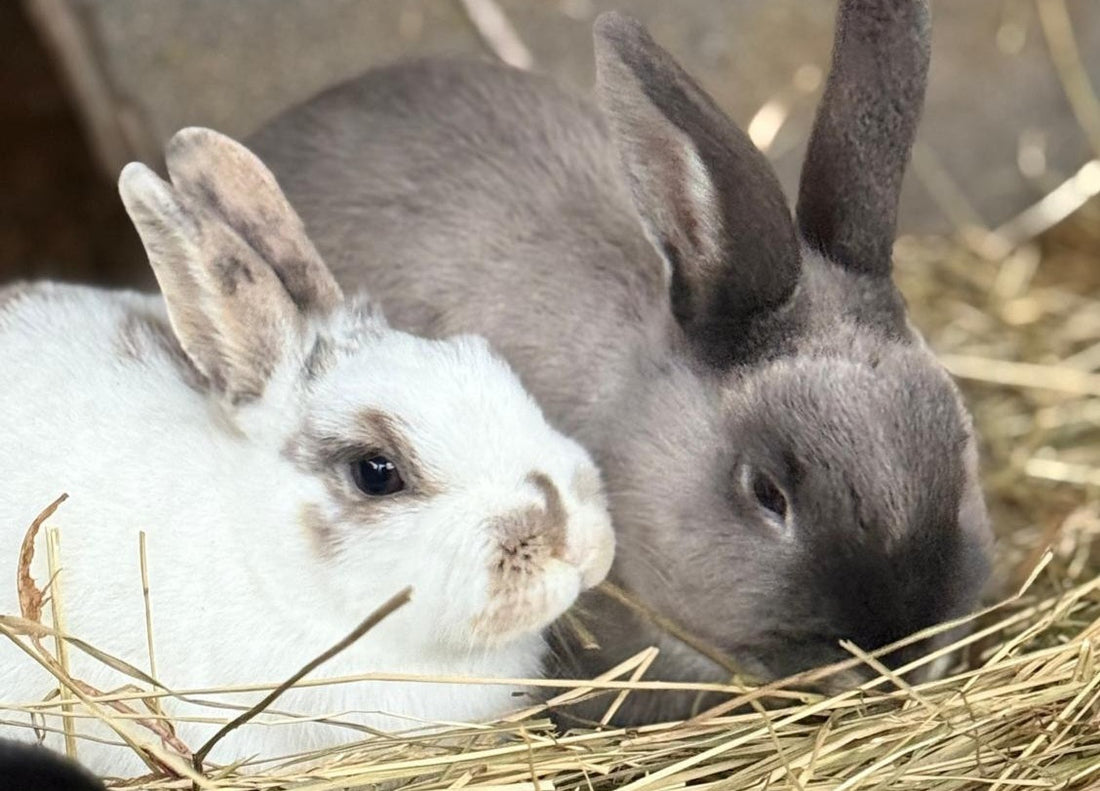 Mikä heinä sopii kanille?
