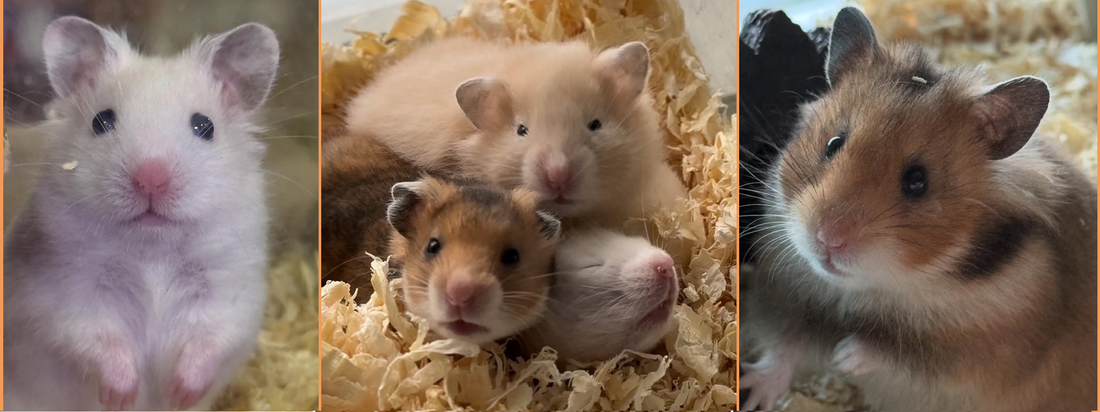 Syyrianhamsteri: pelloilta uhanalaiseksi lajiksi