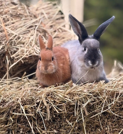 Kotimainen luomu heinäpaali kaneille ja jyrsiöille
